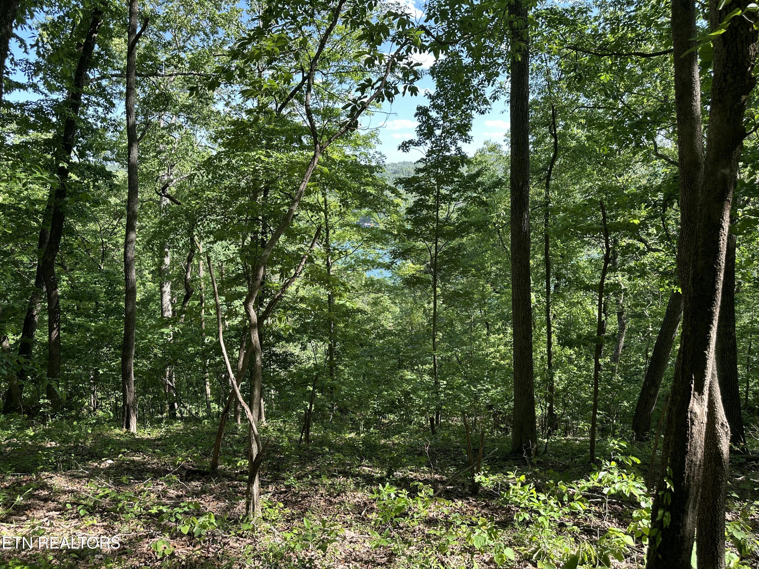 0 Chestnut Stump Road La Follette, TN 37766 - Photo 11 of 19 Chestnut Stump