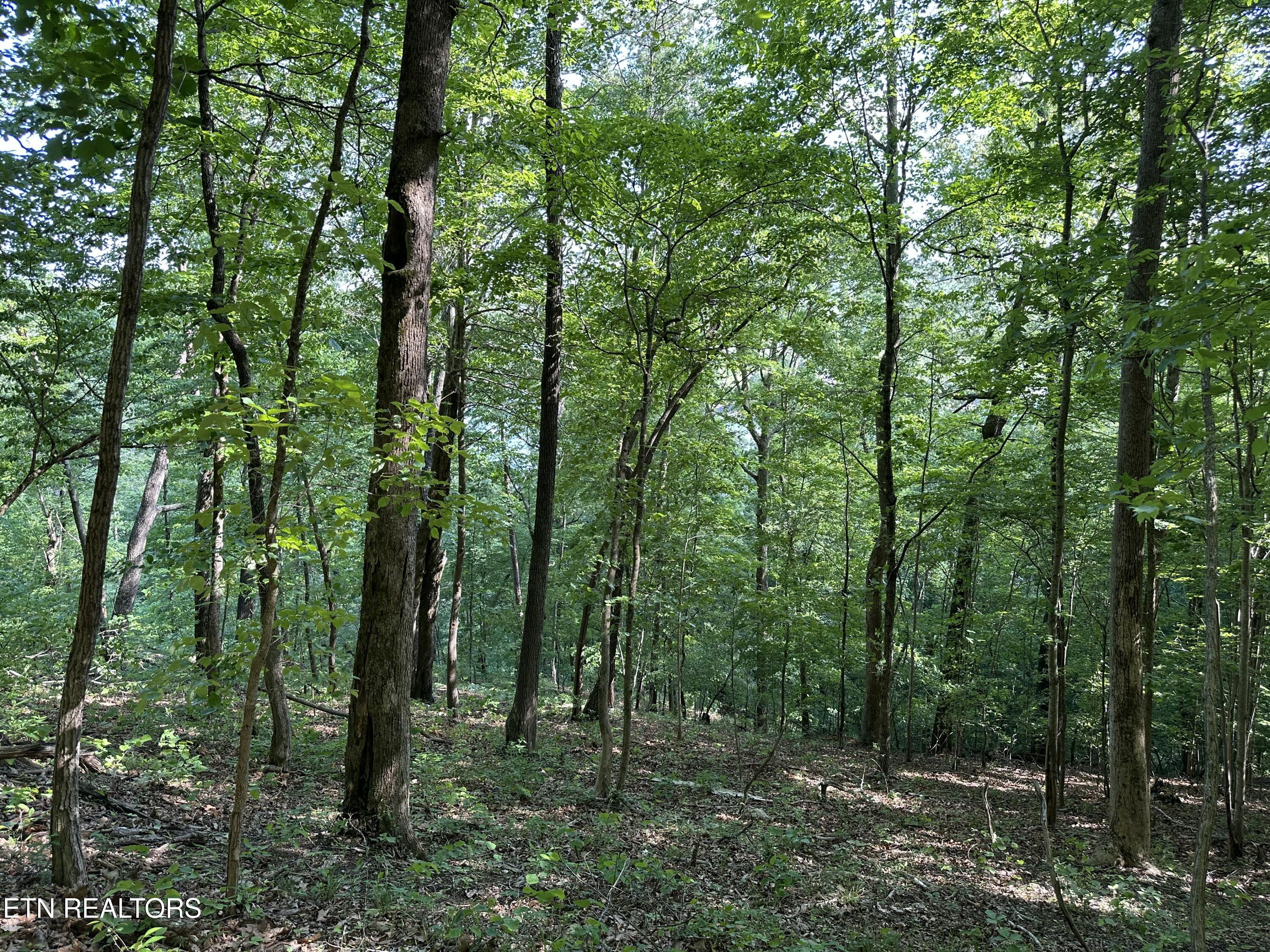 0 Chestnut Stump Road La Follette, TN 37766 - Photo 12 of 19 Chestnut Stump