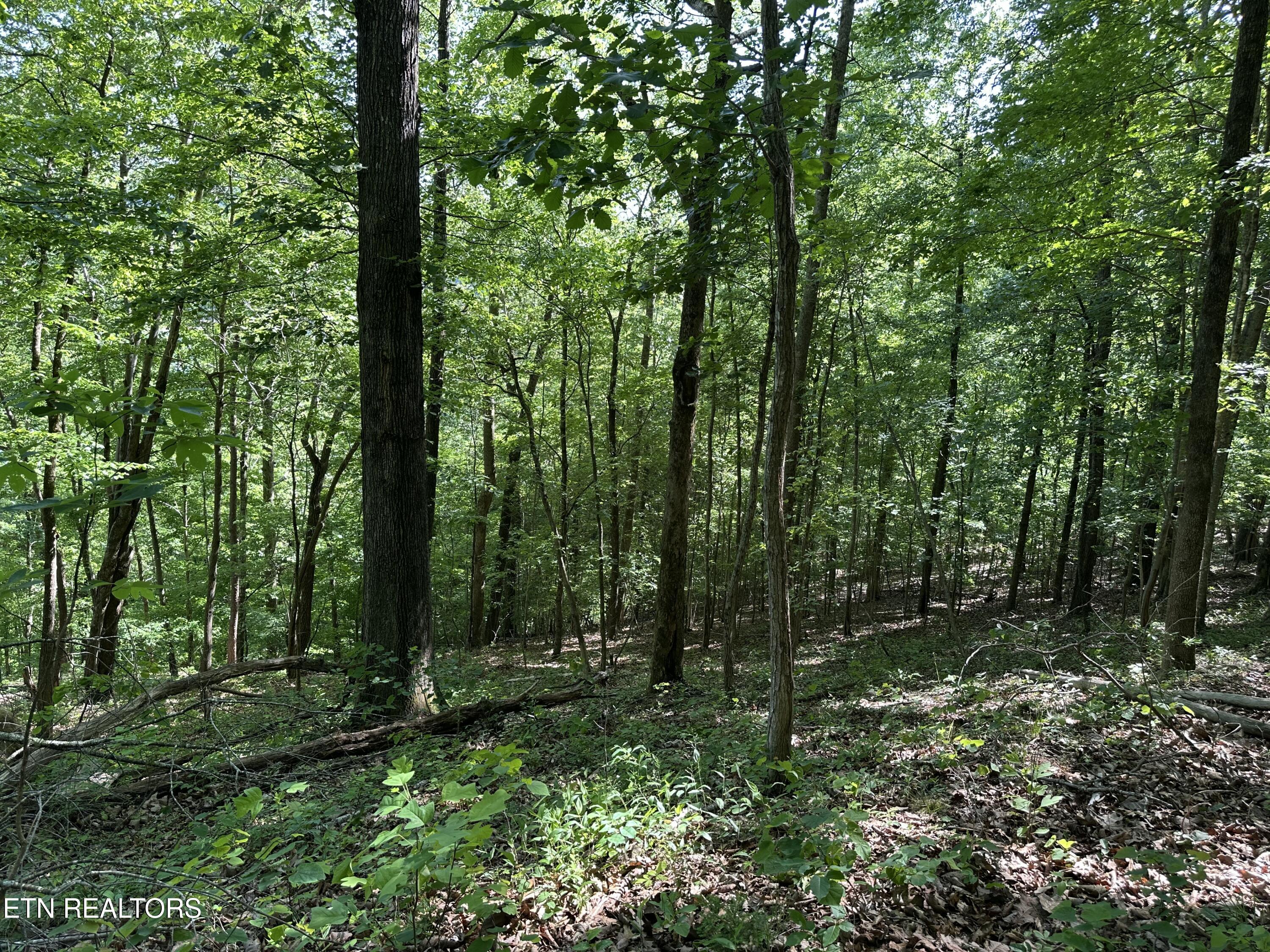 0 Chestnut Stump Road La Follette, TN 37766 - Photo 13 of 19 Chestnut Stump