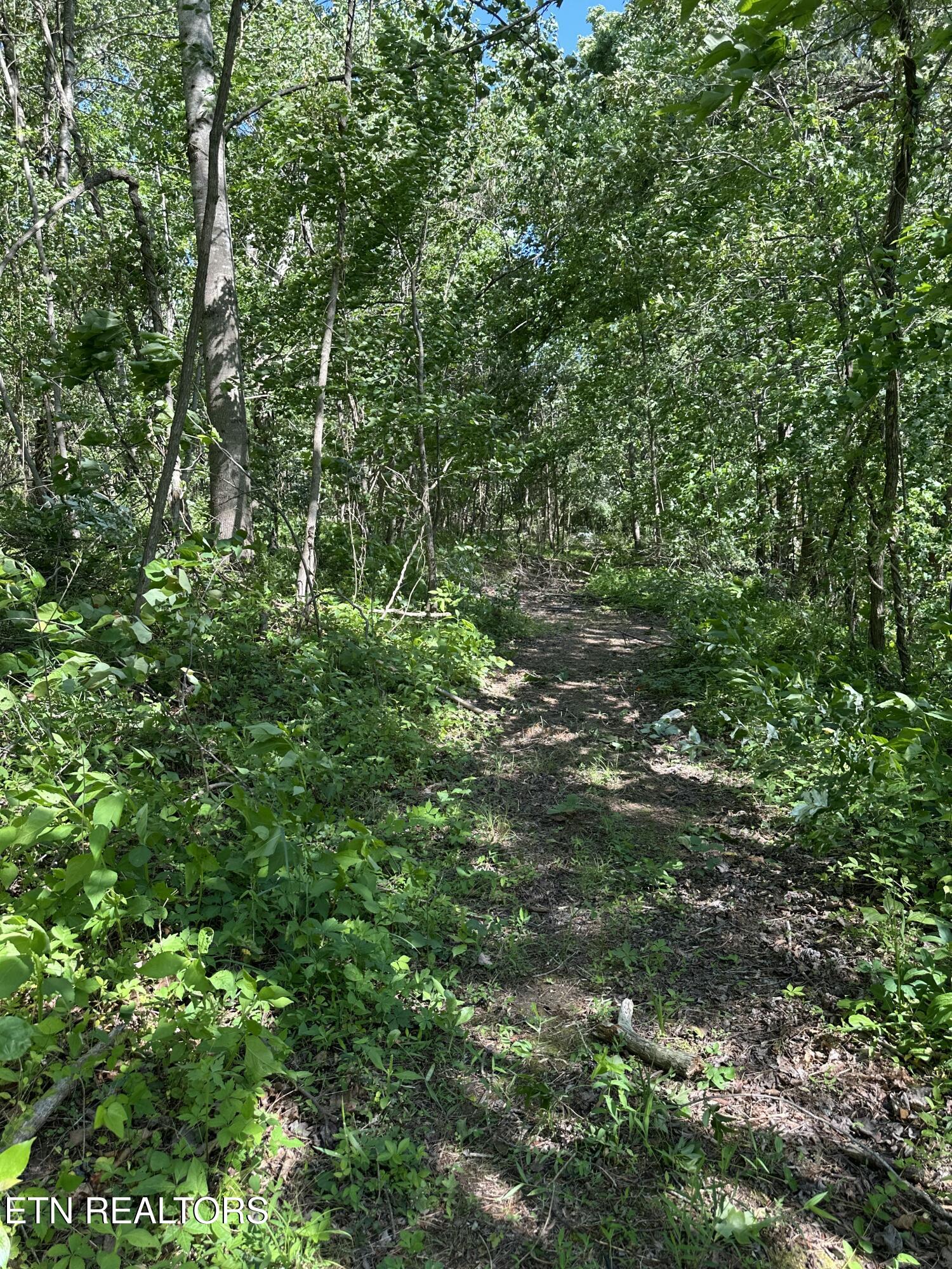 0 Chestnut Stump Road La Follette, TN 37766 - Photo 10 of 19 Chestnut Stump
