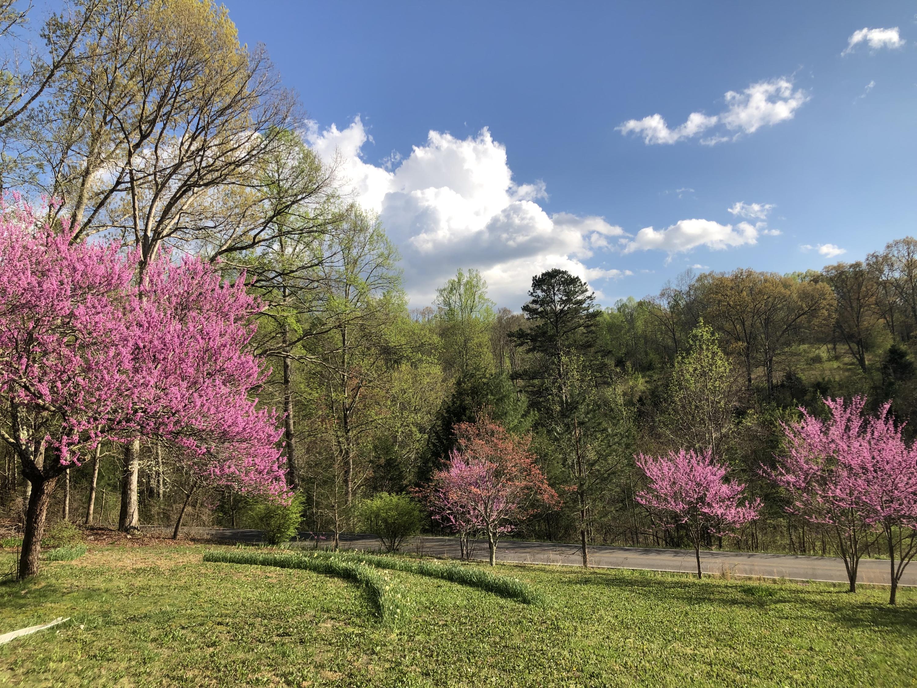 1050 Poplar Springs Road Kingston, TN 37763 - Photo 31 of 31 30