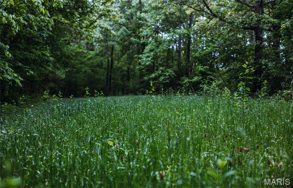 0 Yellow Springs Road Elizabethtown, IL 62931 - Photo 8 of 56 Gallery Image 8