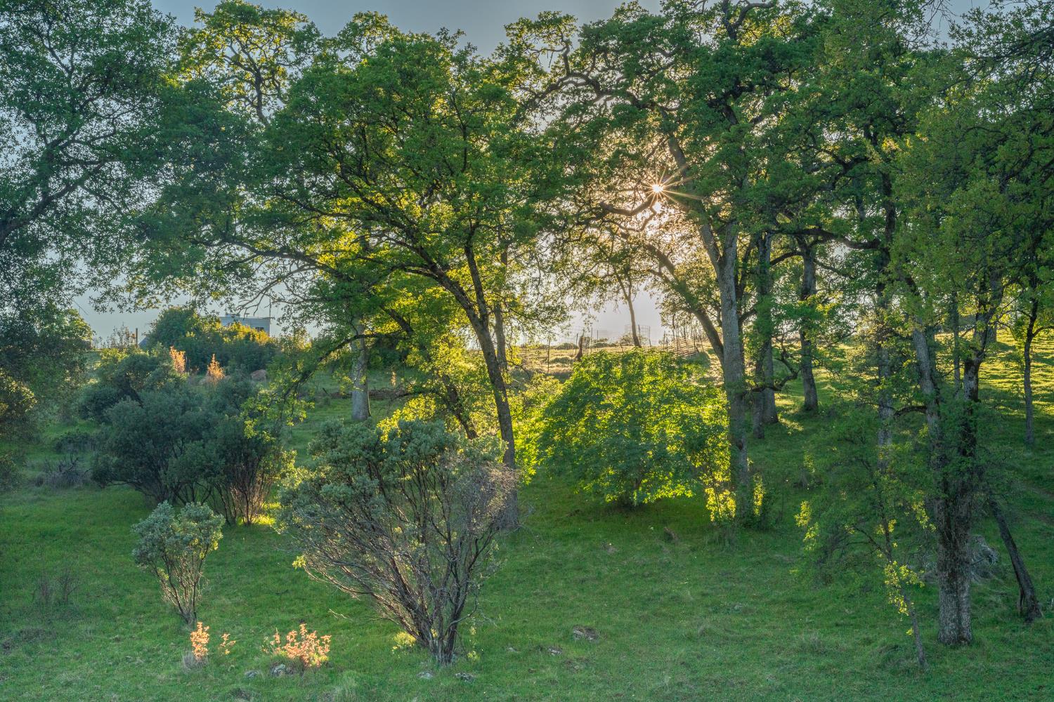 21041 Dalzell Road Smartsville, CA 95977 - Photo 14 of 84 a backyard of a house with lots of green space