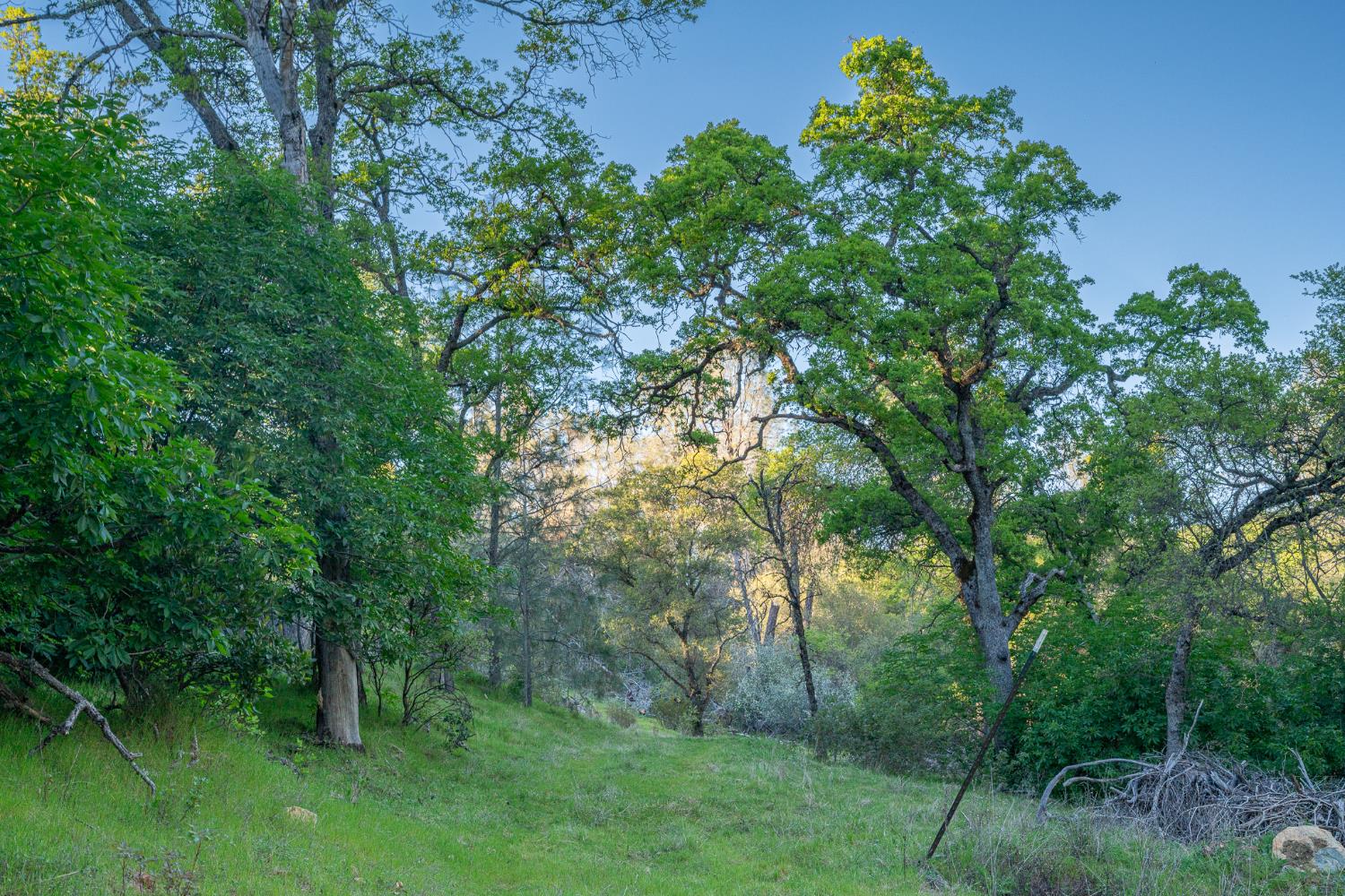 21041 Dalzell Road Smartsville, CA 95977 - Photo 18 of 84 a view of a lush green forest