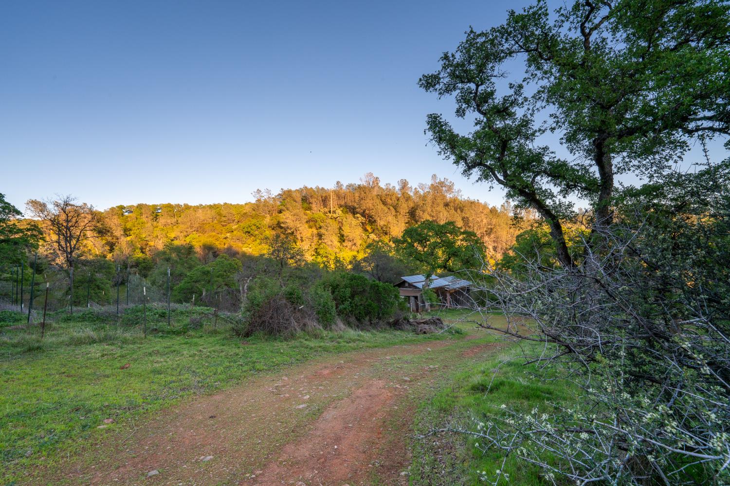 21041 Dalzell Road Smartsville, CA 95977 - Photo 21 of 84 a view of a yard with a tree