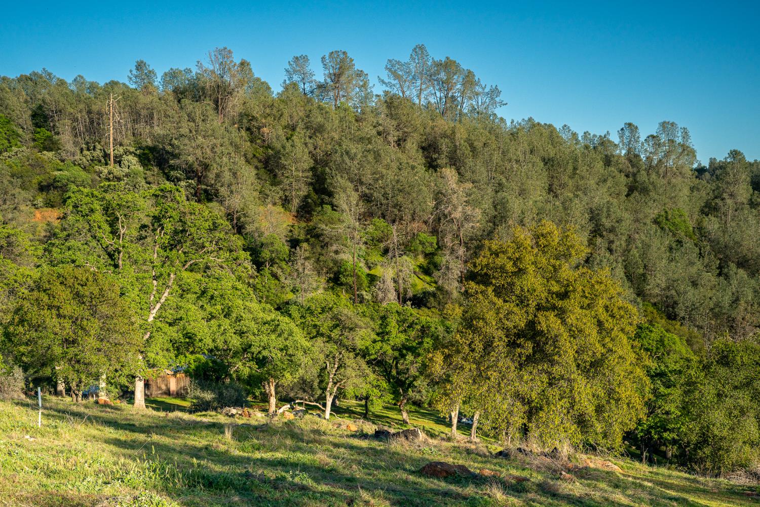 21041 Dalzell Road Smartsville, CA 95977 - Photo 23 of 84 a view of a yard with an trees