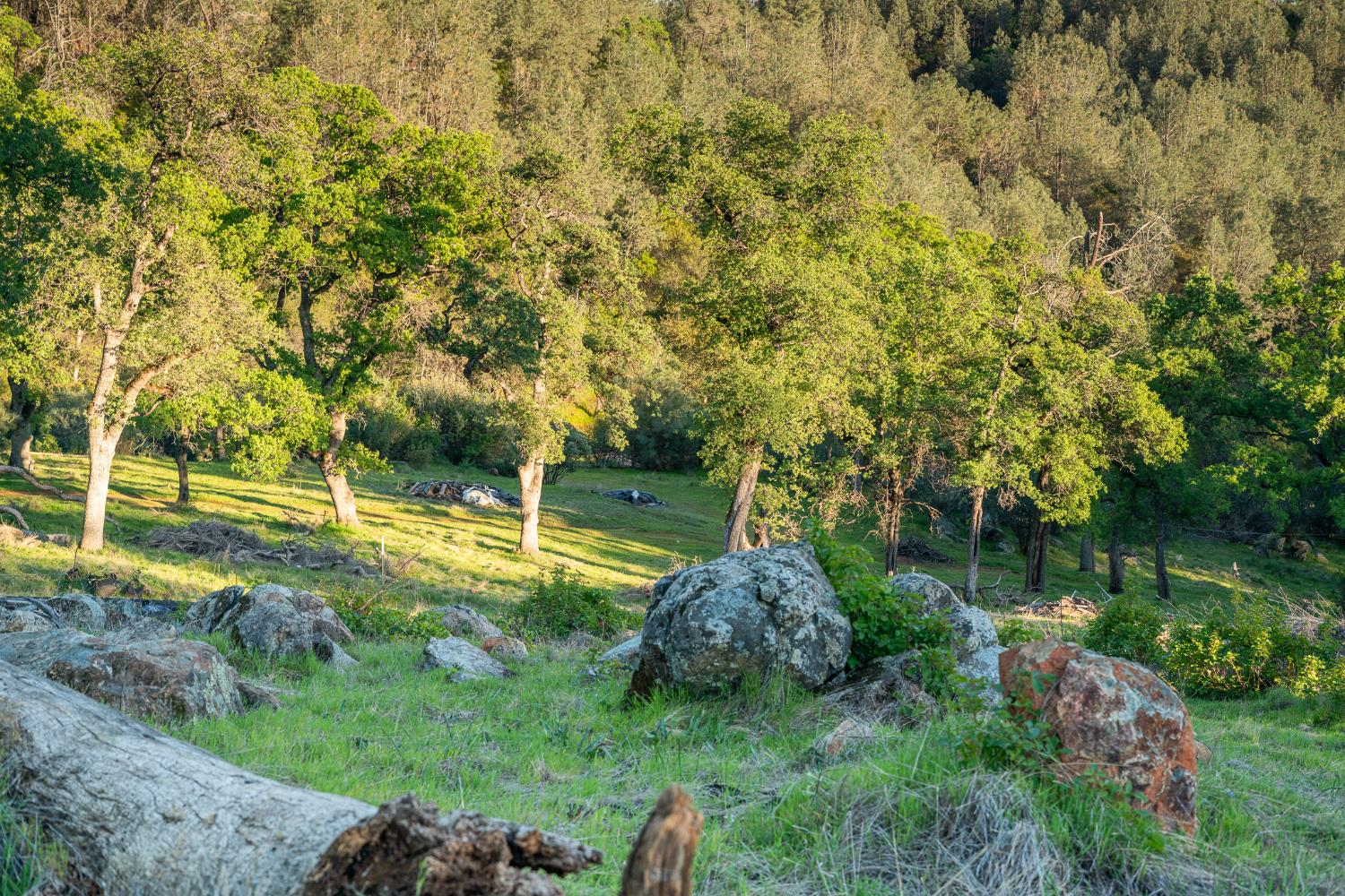 21041 Dalzell Road Smartsville, CA 95977 - Photo 24 of 84 a view of a garden with an outdoor space
