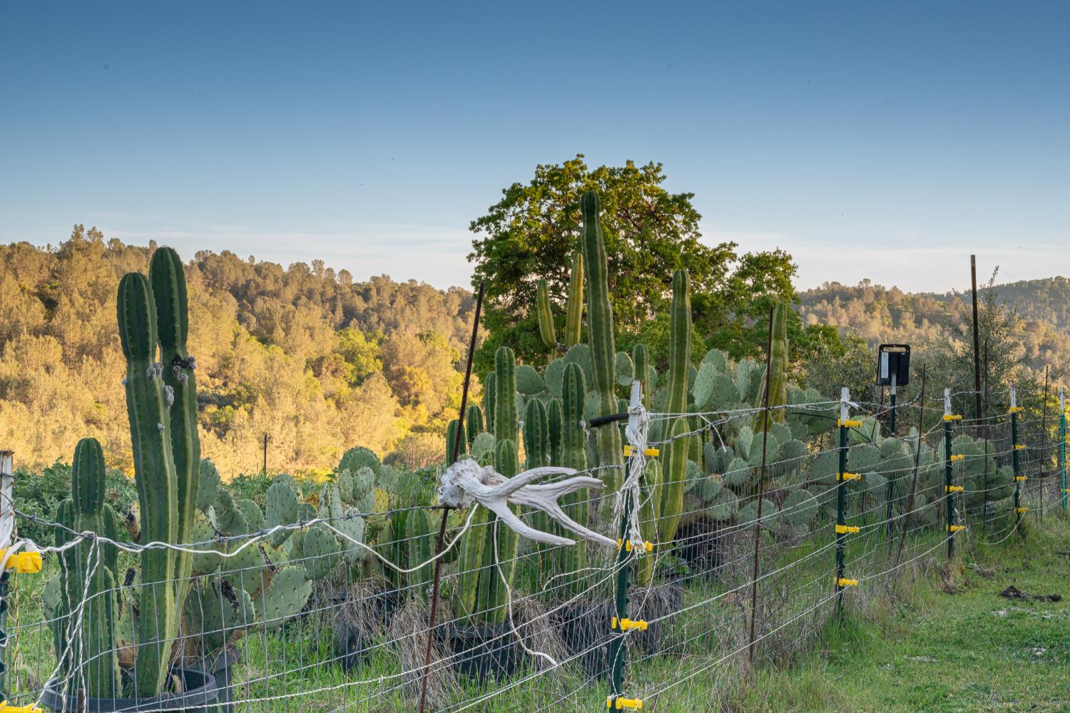 21041 Dalzell Road Smartsville, CA 95977 - Photo 30 of 84