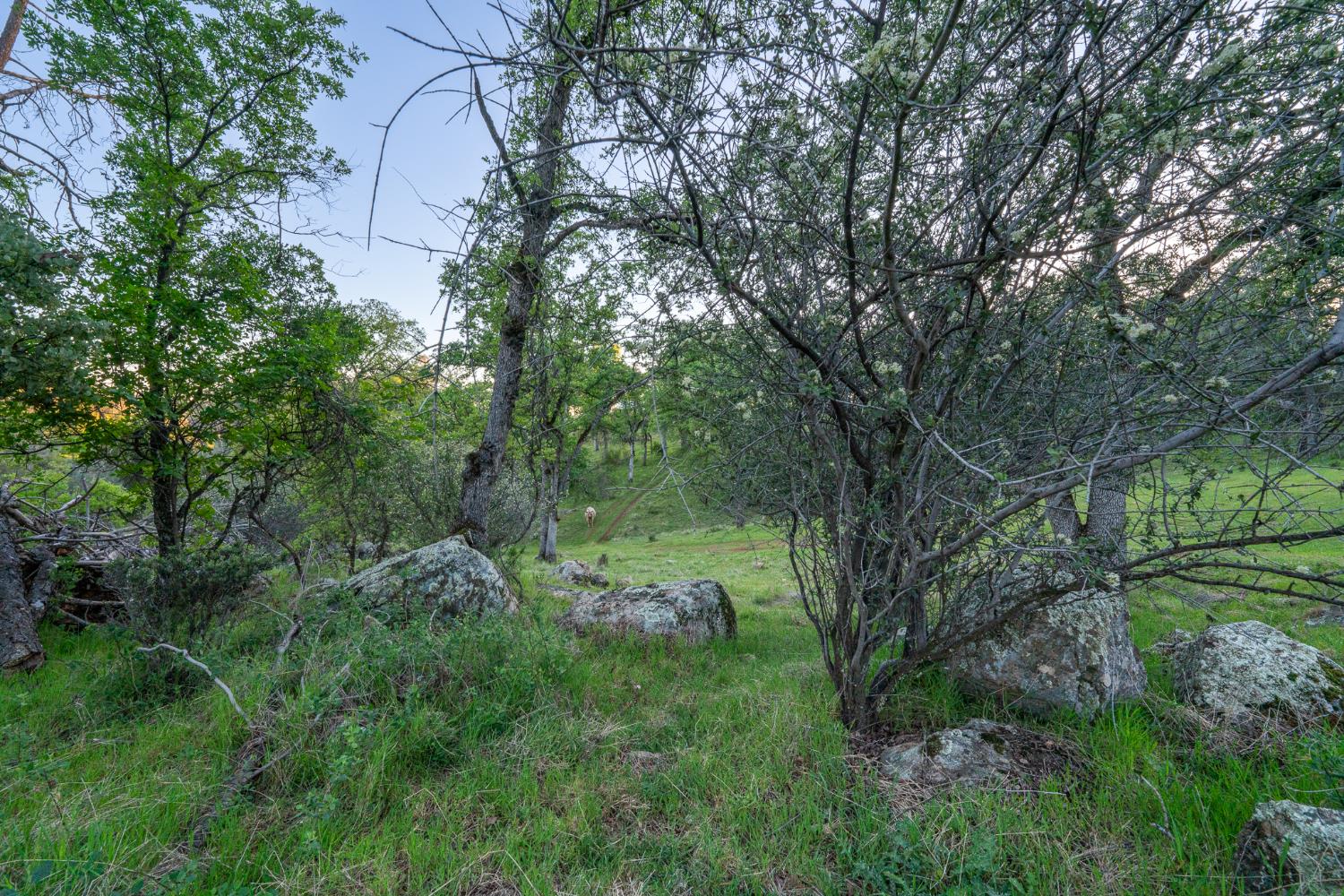 21041 Dalzell Road Smartsville, CA 95977 - Photo 35 of 84