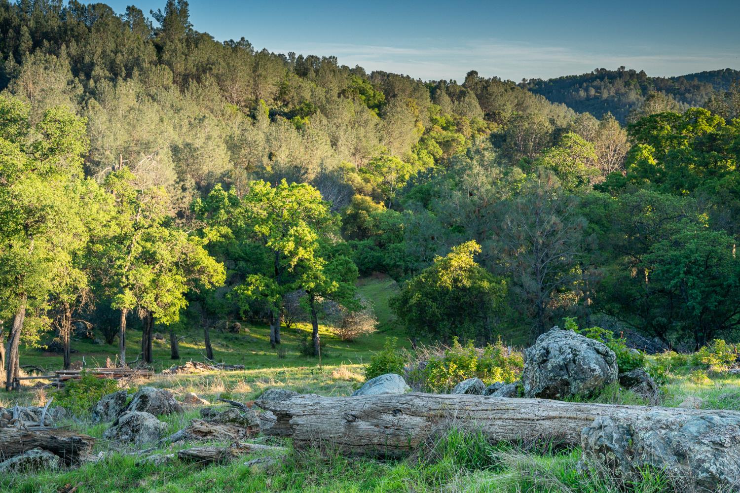 21041 Dalzell Road Smartsville, CA 95977 - Photo 4 of 84 a view of a yard with a tree