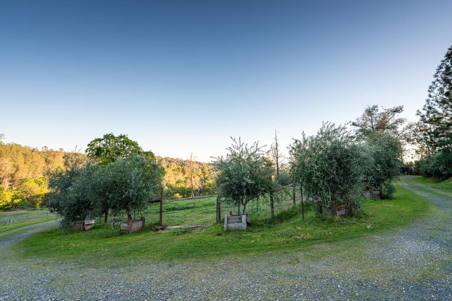 21041 Dalzell Road Smartsville, CA 95977 - Photo 8 of 84 a view of a grassy field with trees in the background