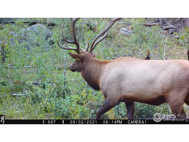 a black and white photo of a forest