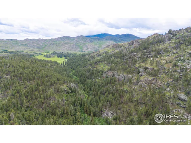 a black and white photo of a forest
