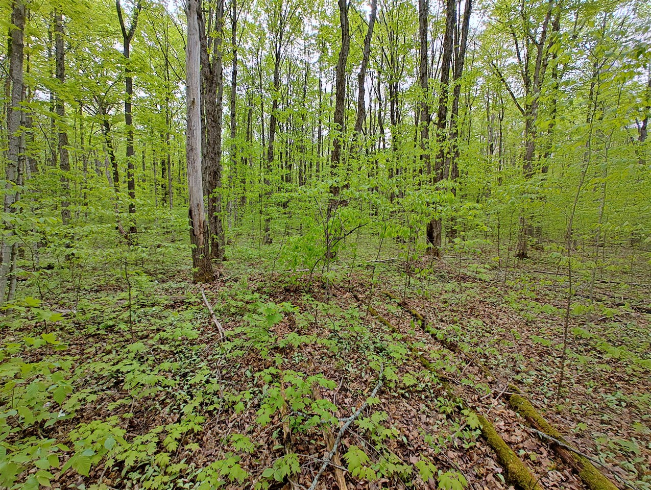 Vl Covert Road Northeast Mancelona, MI 49659 - Photo 9 of 22