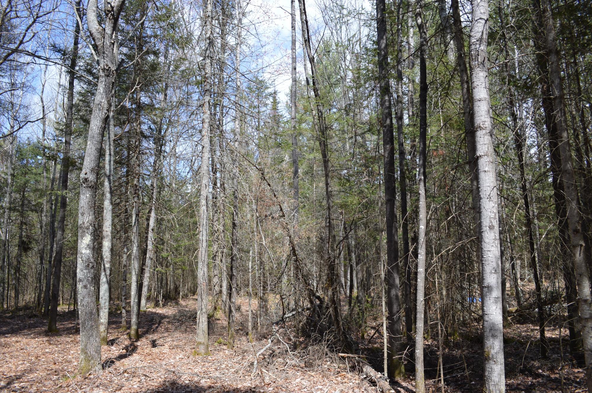 Lot 5 Columbus Road Conover, WI 54519 - Photo 12 of 14 Gallery Image 12