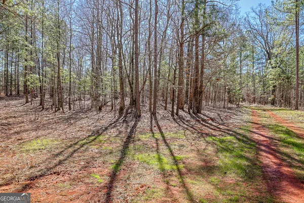 a view of a tree