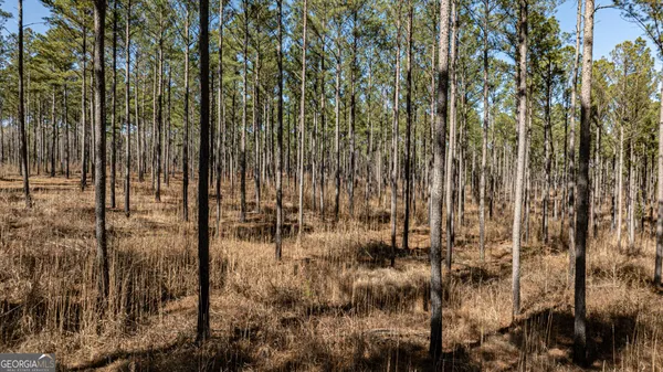 a view of a backyard with large trees