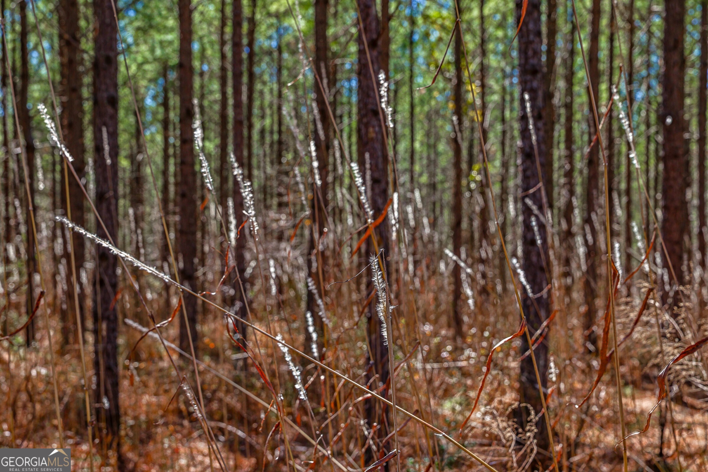 0 Old Zebulon Road Forsyth, GA 31029 - Photo 58 of 60 a close up of a plant