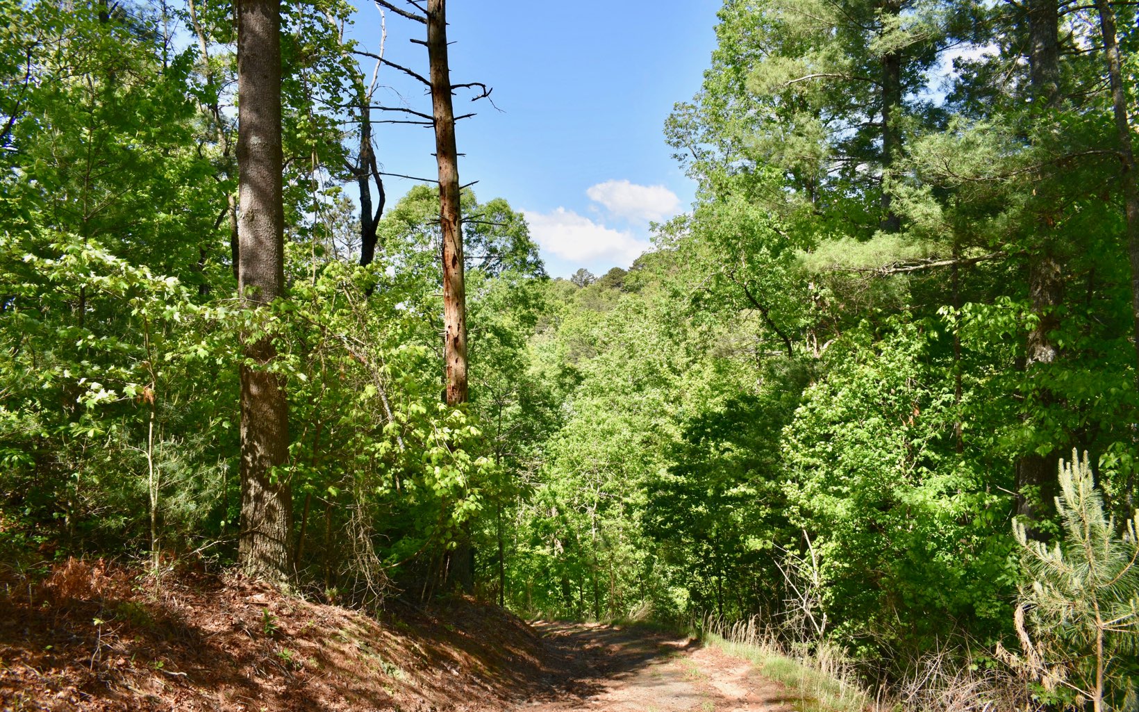 Legion Road Ellijay, GA 30540 - Photo 3 of 4 a backyard of a house with lots of green space