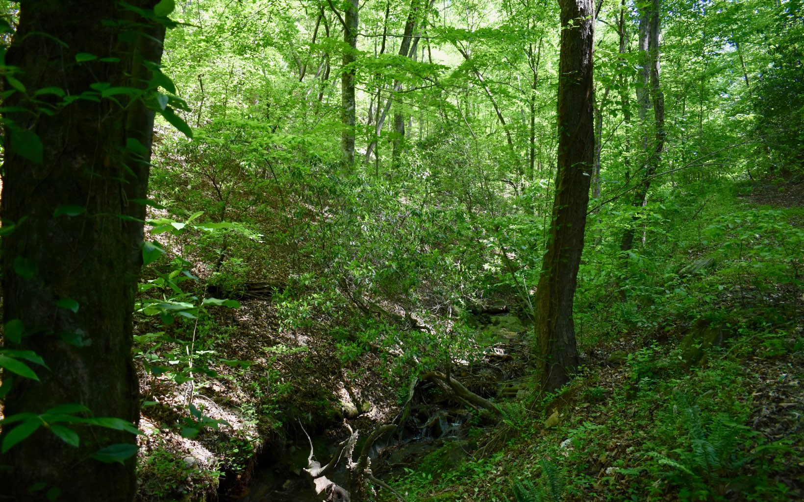 Legion Road Ellijay, GA 30540 - Photo 4 of 4 a view of a lush green forest