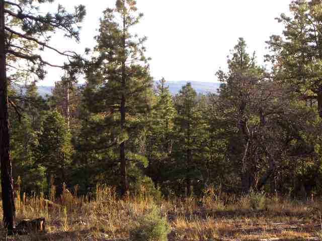 2700 Mcmurray''s Way Overgaard, AZ 85933 - Photo 1 of 5