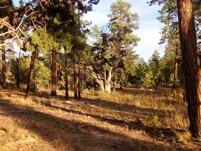 2700 Mcmurray''s Way Overgaard, AZ 85933 - Photo 2 of 5