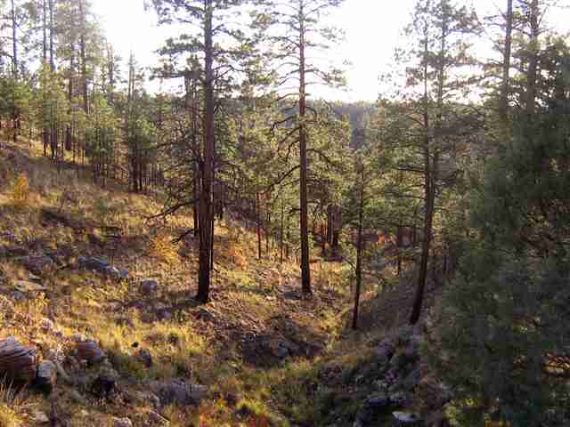 2700 Mcmurray''s Way Overgaard, AZ 85933 - Photo 3 of 5