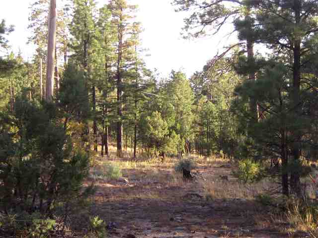 2700 Mcmurray''s Way Overgaard, AZ 85933 - Photo 4 of 5