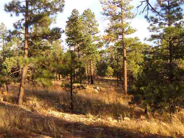 2700 Mcmurray''s Way Overgaard, AZ 85933 - Photo 5 of 5