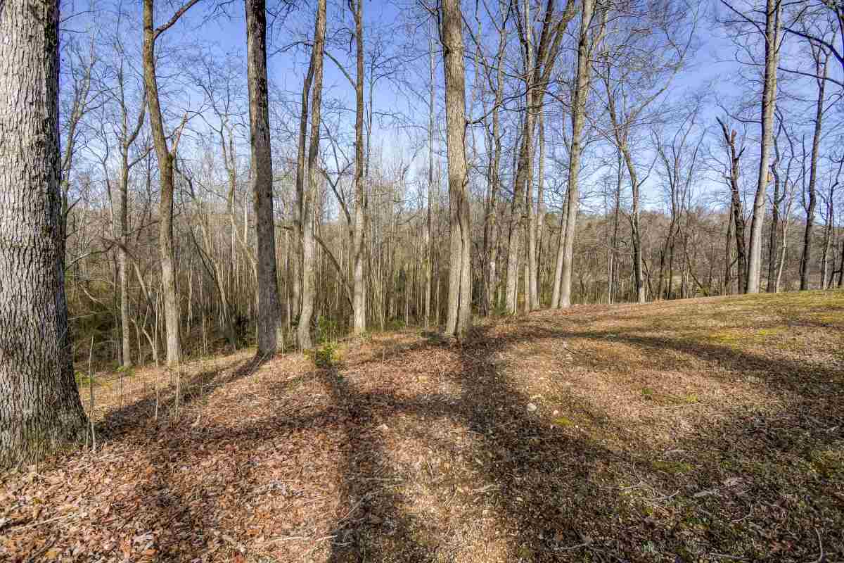 219 North Campbell Road Landrum, SC 29356 - Photo 17 of 26