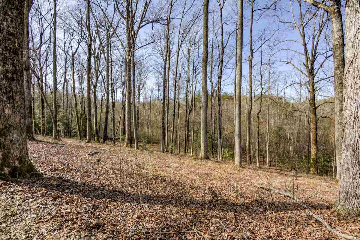219 North Campbell Road Landrum, SC 29356 - Photo 19 of 26