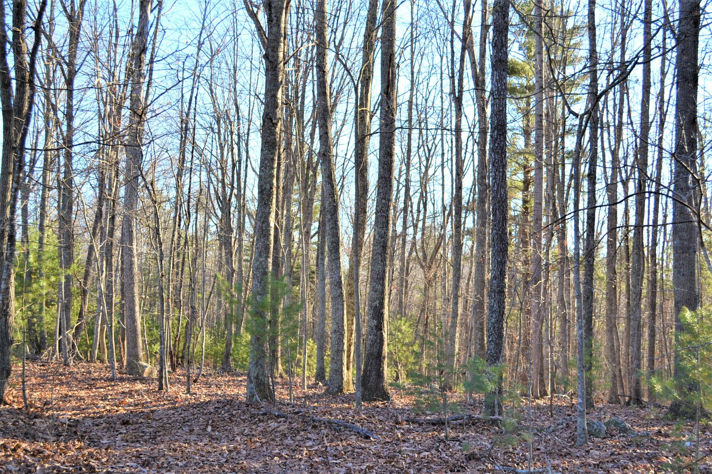 Ranchero Road Ballard, WV 24918 - Photo 9 of 26 Gallery Image 9
