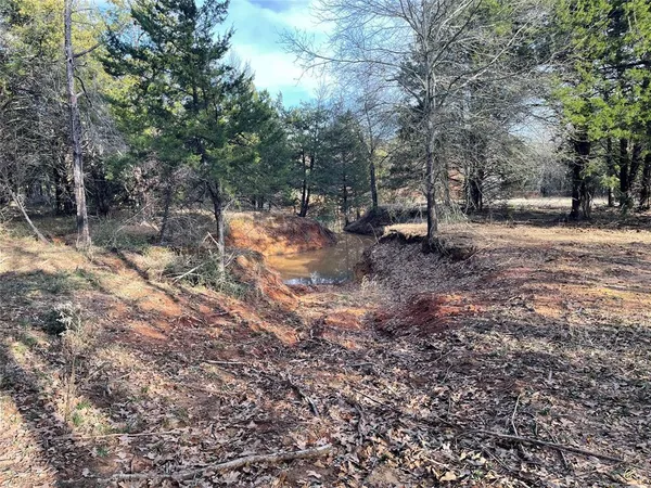 a view of a forest with lots of trees