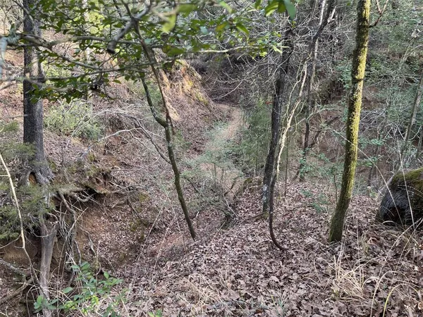 a view of a yard with large trees