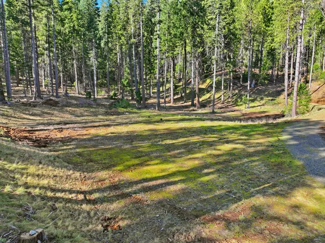 a view of a yard with large trees