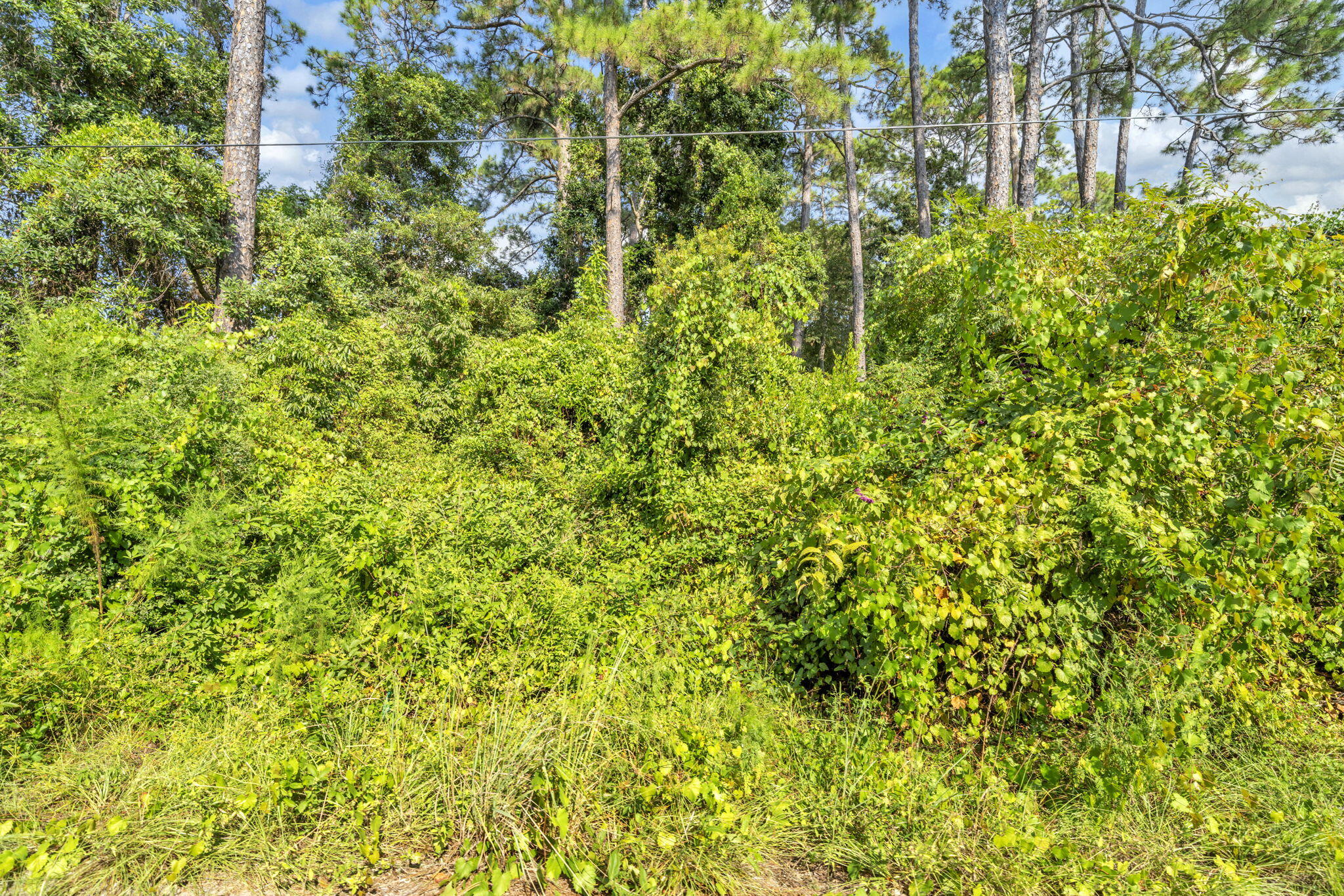 Lot 7 South Magnolia Beach Way Santa Rosa Beach, FL 32459 - Photo 17 of 21 a view of a garden with plants