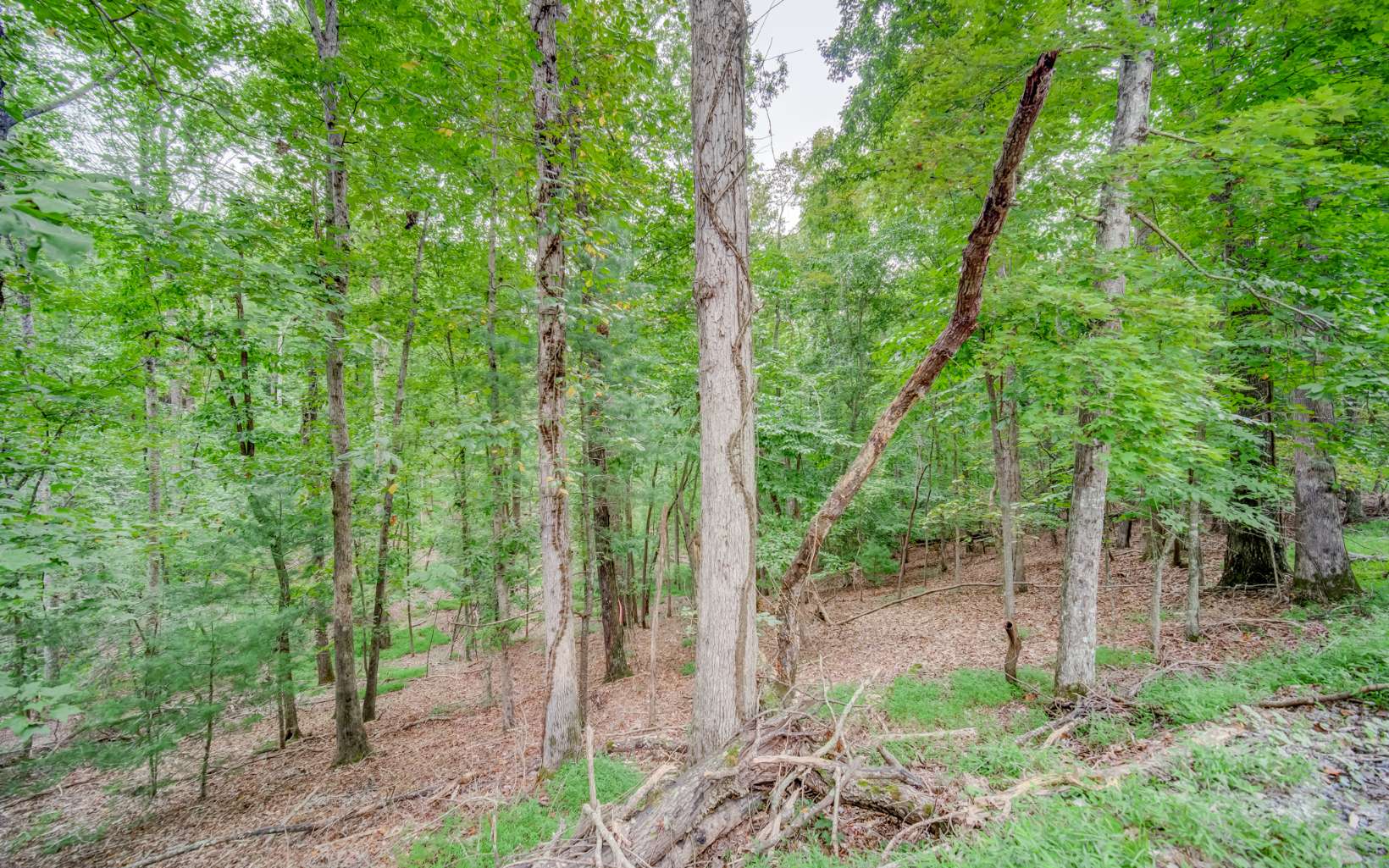 224 R Foxhound Drive Ellijay, GA 30540 - Photo 2 of 4 Additional View
