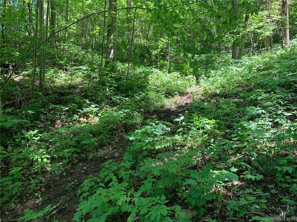 10.19 Lytle Cove Road Swannanoa, NC 28778 - Photo 2 of 14 a view of a lush green forest