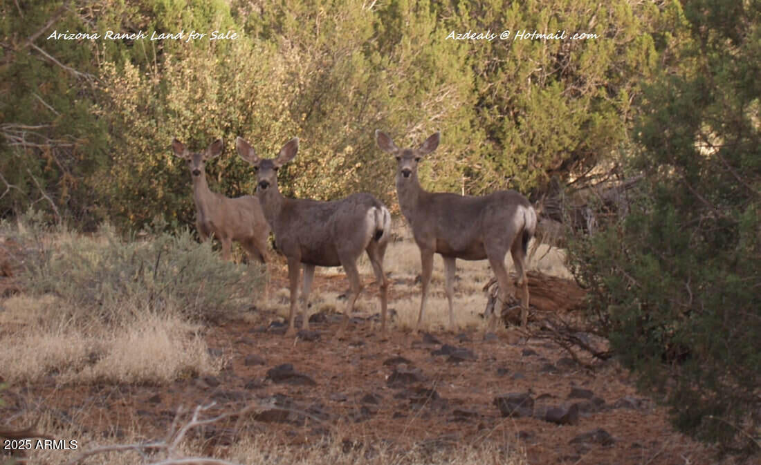 144 North B N Ranch Road, Unit 144B Williams, AZ 86046 - Photo 11 of 13 Does not on property
