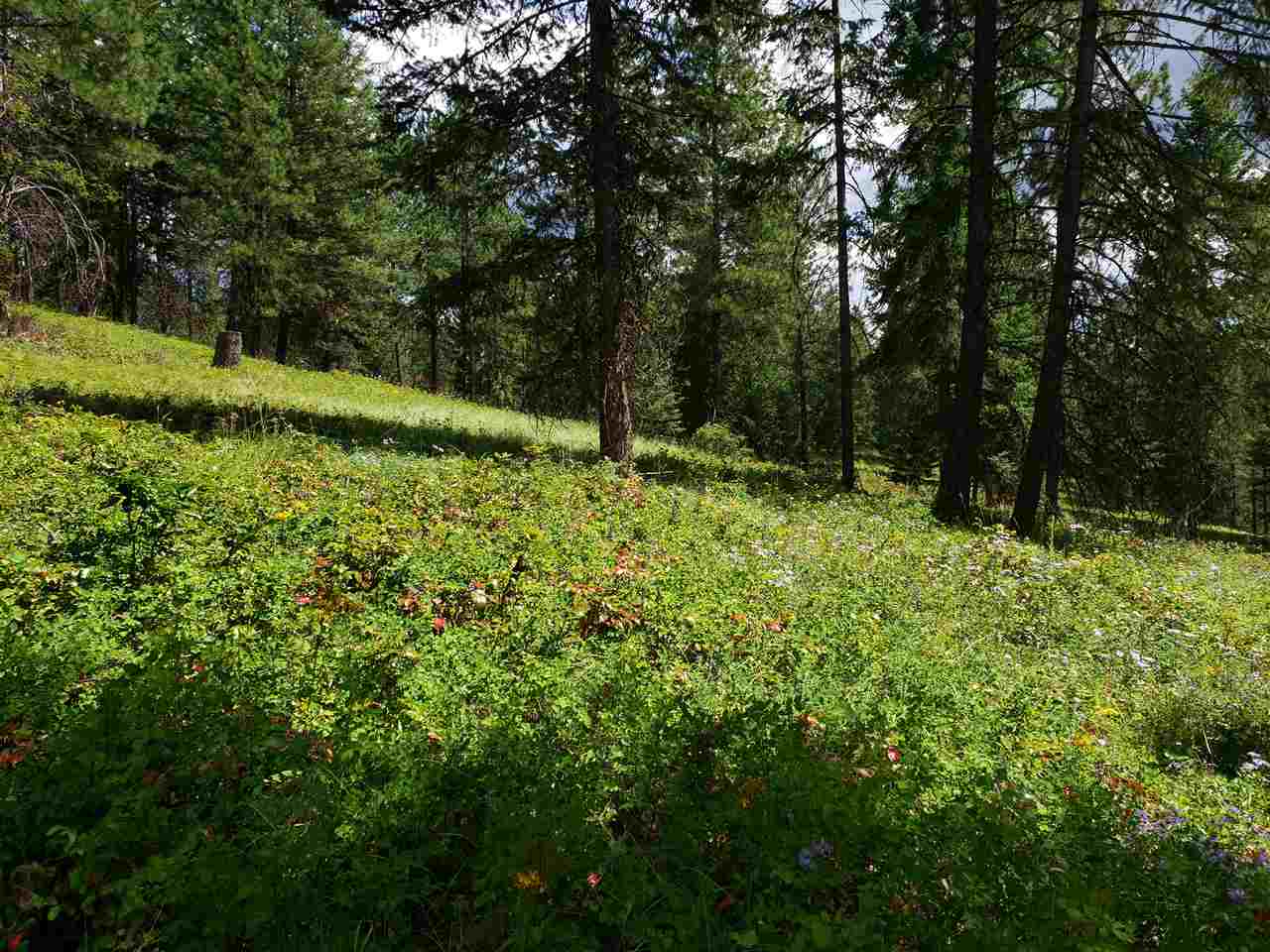 Xxxx Prouty Corner Loop Road Colville, WA 99114 - Photo 12 of 20