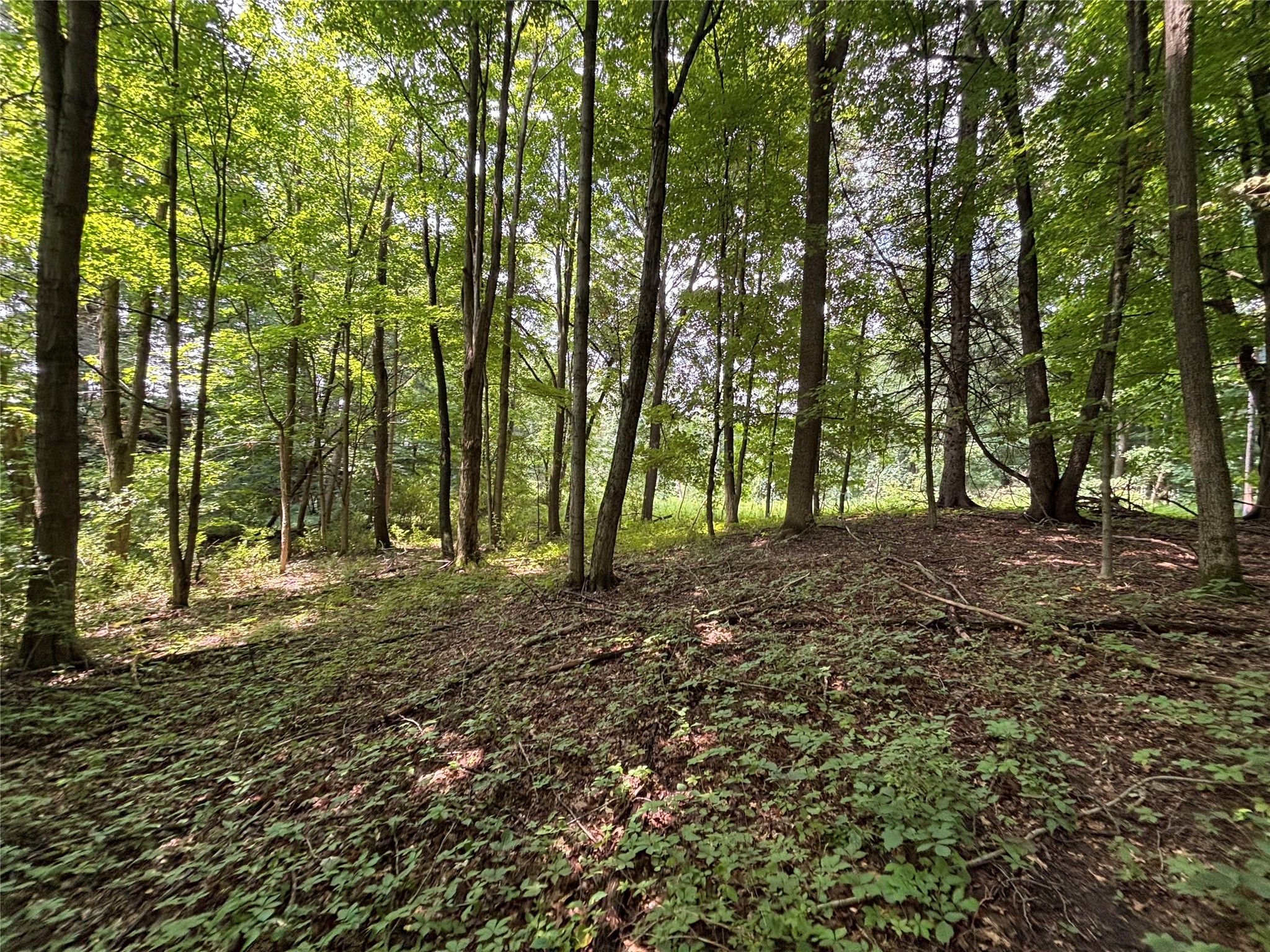 Maple Road Linesville, PA 16424 - Photo 2 of 6