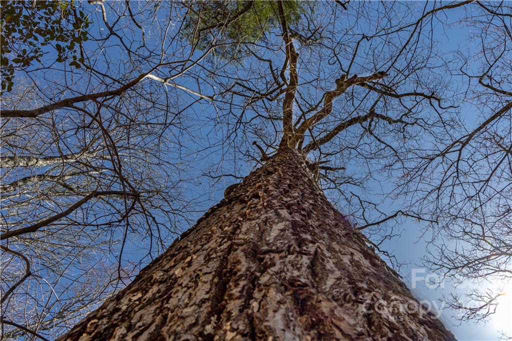 Tbd Shortoff Road Highlands, NC 28741 - Photo 18 of 19 Gallery Image 18