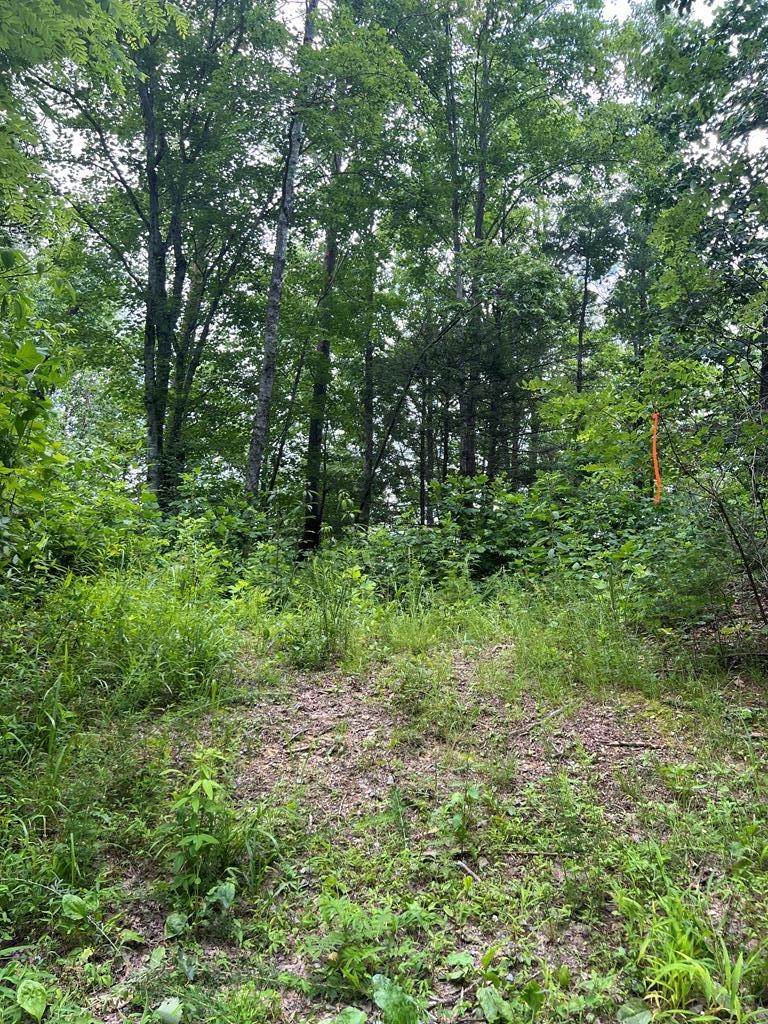 4238 Ridge Road Hartford, TN 37753 - Photo 9 of 41 Gallery Image 9