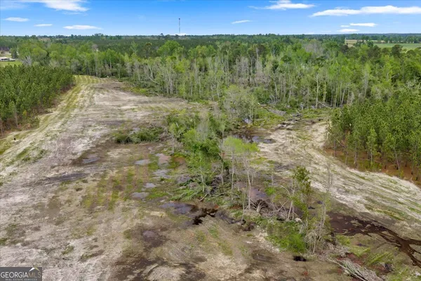a view of a forest with a street