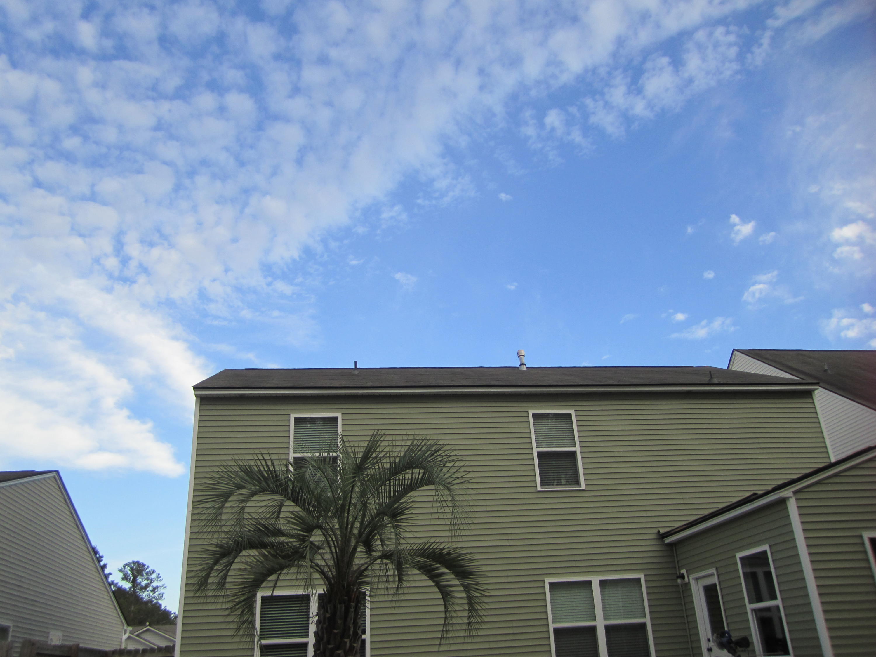 272 Decatur Drive Summerville, SC 29486 - Photo 36 of 42 Palm in Back Yard