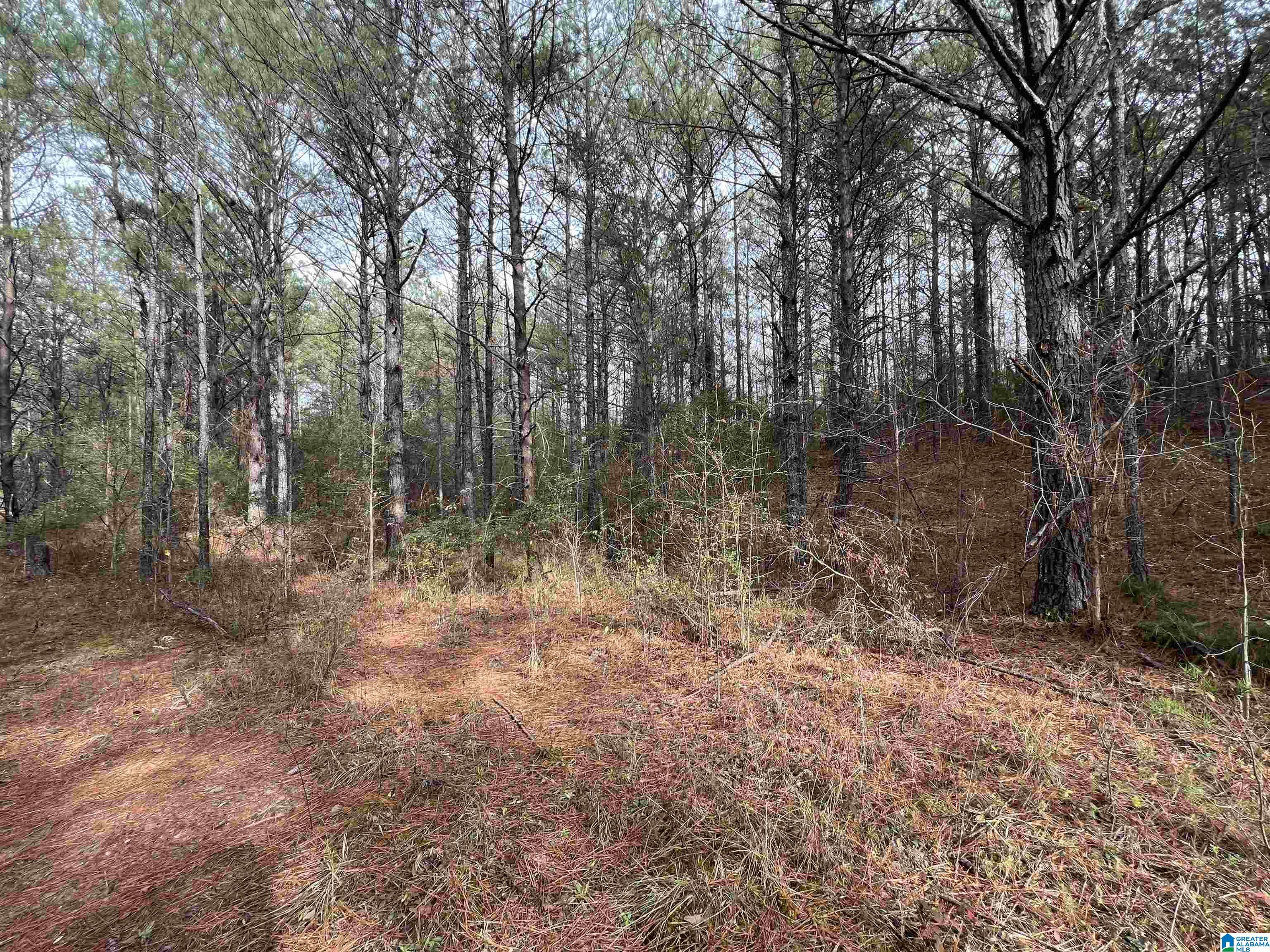 15239 Ridgeland Road Brookwood, AL 35444 - Photo 2 of 10