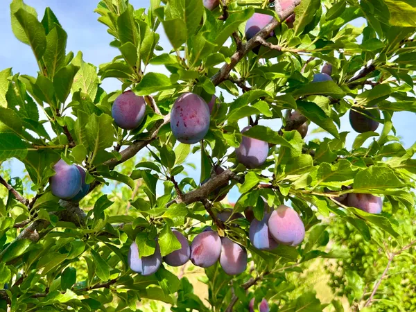 $199,900 | 48989 Gaia Drive, Mesa, CO 81643