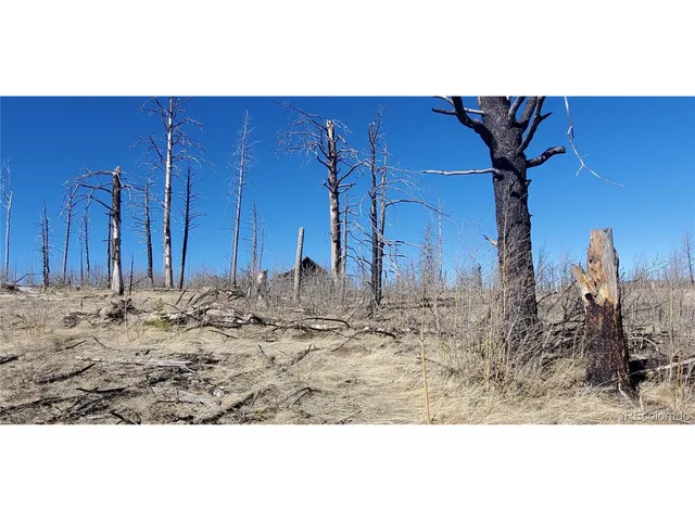a view of a backyard with a large tree