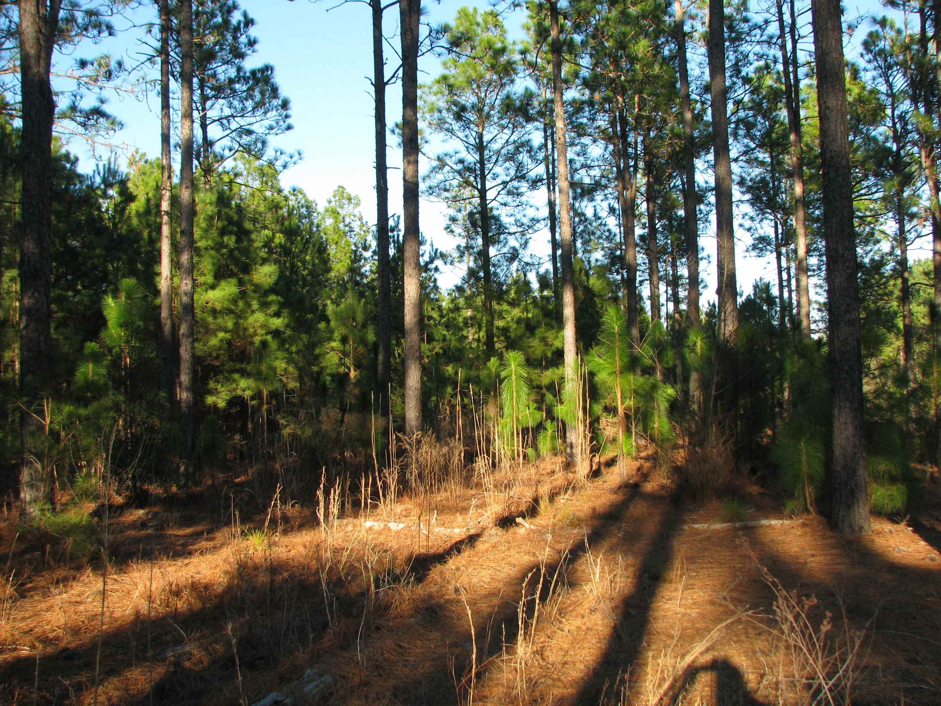 0 Gully Branch Road Hamer, SC 29547 - Photo 4 of 35 View of undeveloped land