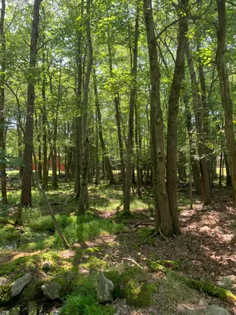 a view of forest